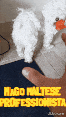 a white dog playing with a red toy with the words mago maltese professionista