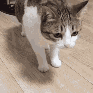 Cat Tired GIF
