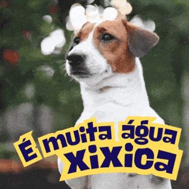 a brown and white dog is standing in front of a sign that says e muita agua xoxica