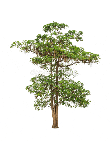 a tree with lots of green leaves and branches on a white background