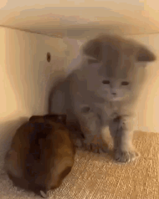 a kitten and a guinea pig are sitting under a table .