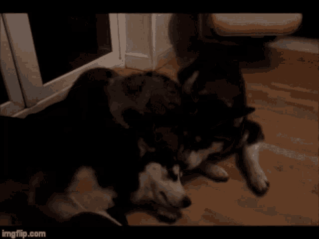 two husky dogs are kissing each other in a dark room with imgflip.com at the bottom