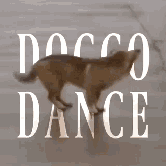 Doggo Dance Dog GIF - Doggo Dance Dog Doggo GIFs