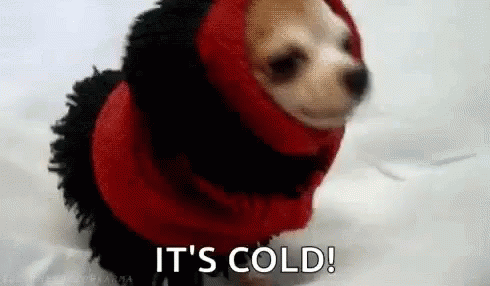 Its Cold Dogs GIF