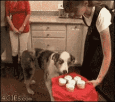 a dog is sniffing cupcakes on a table with a 4gifs.com watermark in the corner
