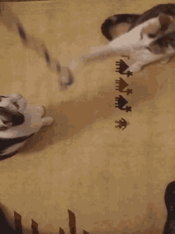 Play Miss GIF - Play Miss Cat GIFs