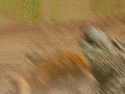 a blurred image of a crocodile 's head with a lion in the background