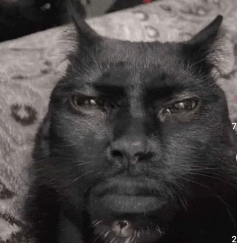 a black cat with horns and a beard is laying on a blanket .