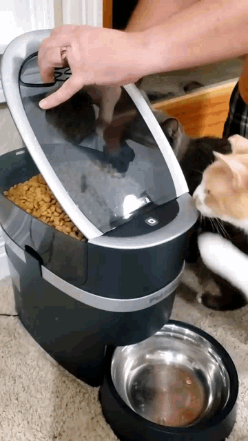 Cat Feeder GIF - Cat Feeder Cat Feeder GIFs