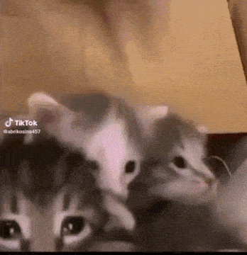 a person is holding two kittens in their arms and the kittens are looking at the camera .