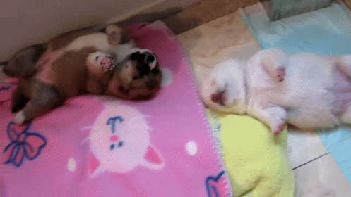Sleepy Puppies GIF - Cute Puppies Sleeping GIFs