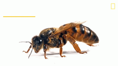 Queen Bee National Honey Bee Day GIF - Queen Bee National Honey Bee Day How Do Honeybees Get Their Jobs GIFs