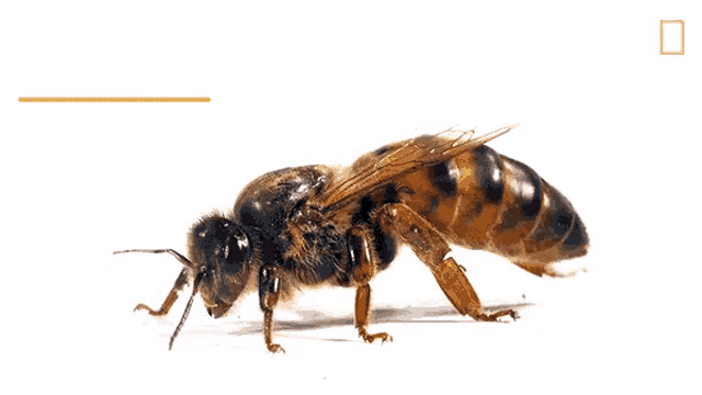 a picture of a queen bee with the words queen bee below it