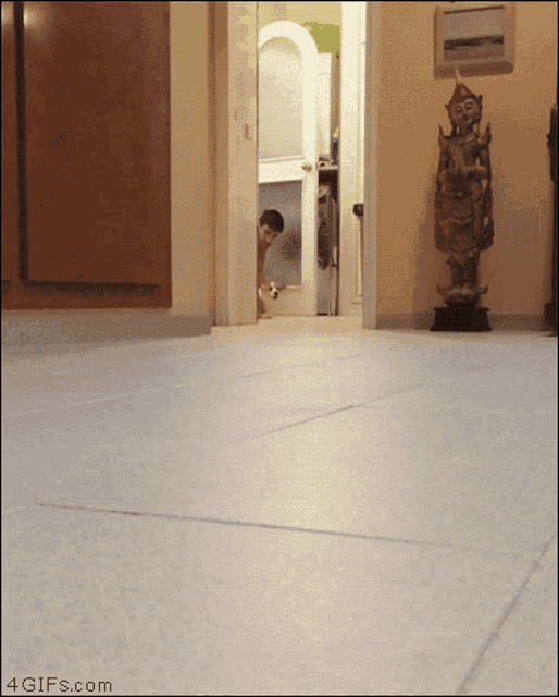 You Died Dog GIF - You Died Dog Running GIFs