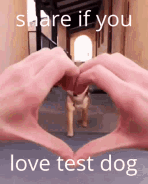 a person is making a heart shape with their hands in front of a toy dog .