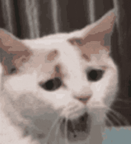 a white cat is looking at the camera with a sad look on its face .