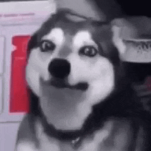 a husky dog is smiling and looking at the camera .