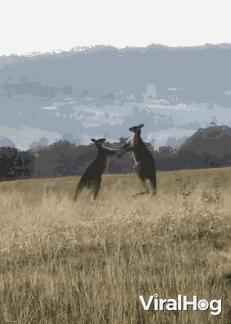 Fighting Kangaroos Viralhog GIF - Fighting Kangaroos Viralhog Kangaroo GIFs