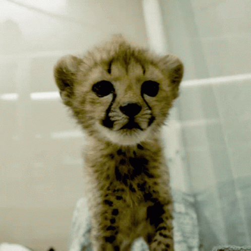 Kitten Cheetah GIF - Kitten Cheetah Cute GIFs