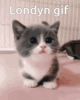 a gray and white kitten is sitting on a pink surface with the words london gif written above it .