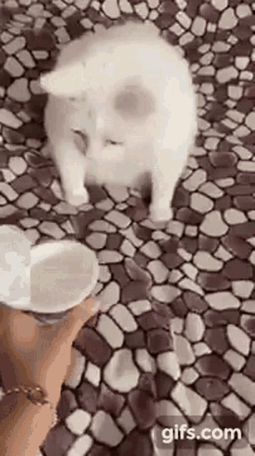 Cat Kitten GIF - Cat Kitten Smell GIFs