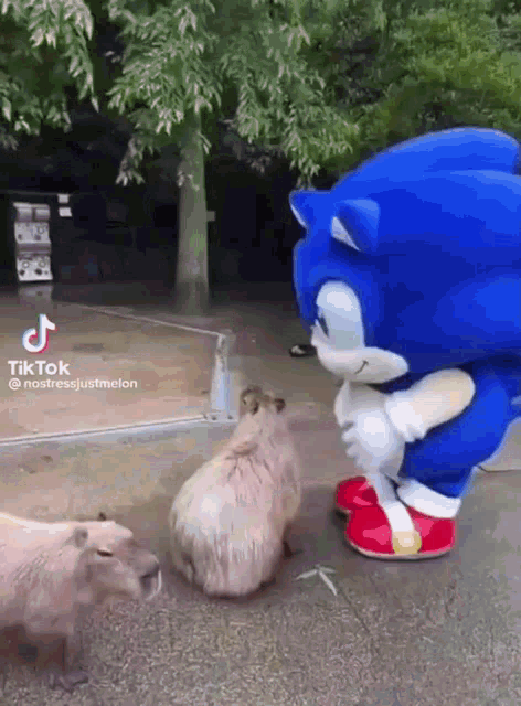 Sonic Capybara GIF - Sonic Capybara Feed GIFs