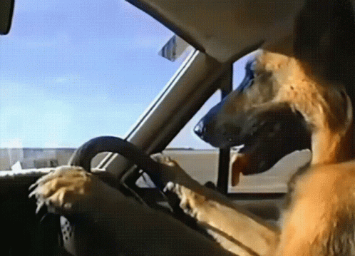 German Shepherd Dog Driving Car GIF