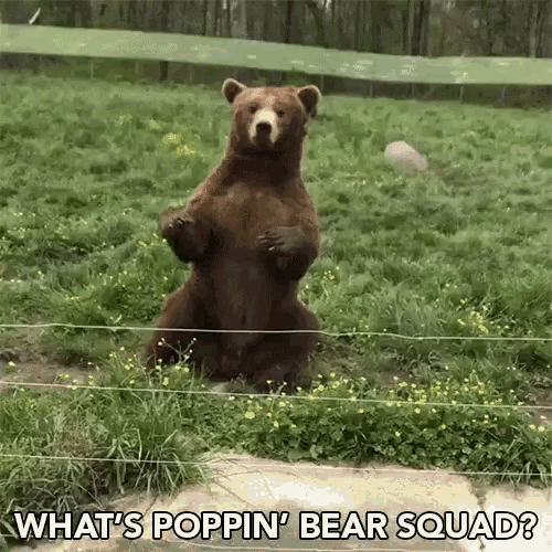 Kelvin Pena Whats Poppin GIF - Kelvin Pena Whats Poppin Bear Squad GIFs