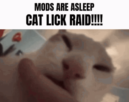Cat-lick-raid GIF - Cat-lick-raid GIFs