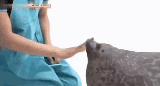 a woman in a blue dress is petting a seal with her hand .