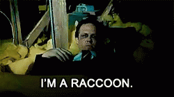 Raccoon Im A Raccoon GIF - Raccoon Im A Raccoon GIFs
