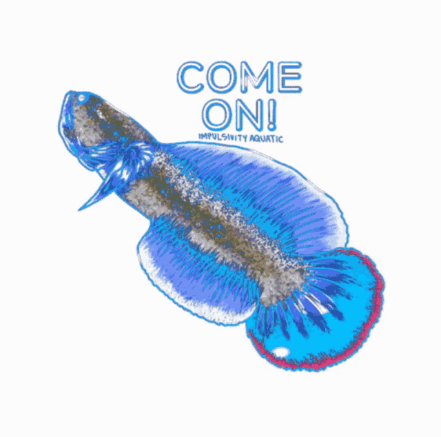 a blue fish with the words come on impulsivity aquatic