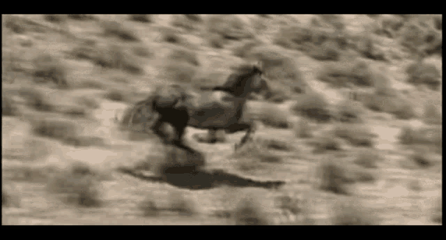 Wild Wild Mustang GIF - Wild Wild Mustang Horse GIFs