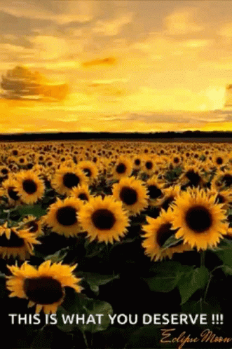 Sunflower Yellow Sky GIF - Sunflower Yellow Sky Sun Set GIFs