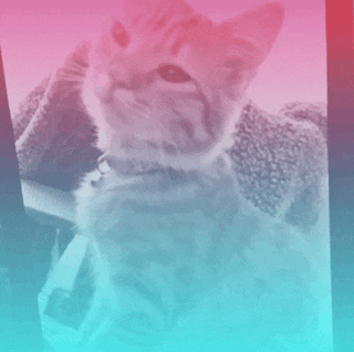 a cat wearing a collar looks at the camera with a pink and blue gradient in the background