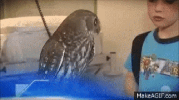 a boy in a blue shirt looks at an owl