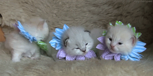 three kittens wearing flower collars are laying on a couch