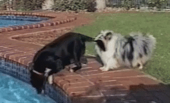 Dog Teamwork - Teamwork GIF - Teamwork Dog Teamwork Dogs GIFs