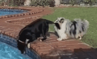 two dogs are playing in a swimming pool and one of them is sticking its head out of the water .