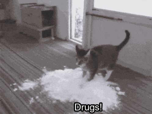 a cat is walking on a carpet with the words drugs written on the floor .