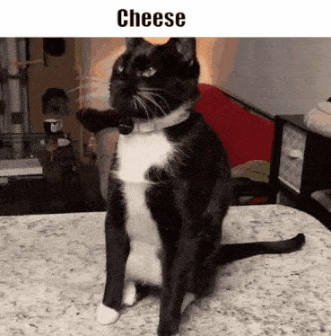 a black and white cat is sitting on a counter with the word cheese written above it