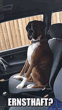 a boxer dog sits in the driver 's seat of a car with the caption " ernsthaft "