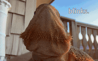 a close up of a lizard with the words ' blink ' written above it