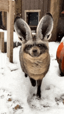 a raccoon with bunny ears is walking in the snow