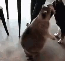 Fat Raccoon GIF - Fat Raccoon Falling GIFs