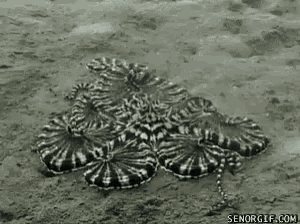 a black and white photo of a group of octopus laying on the ground .