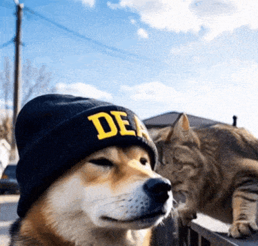 a dog wearing a beanie that says dea on it