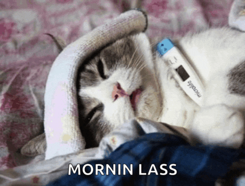 a cat with a thermometer on its neck and the words mornin lass written below it