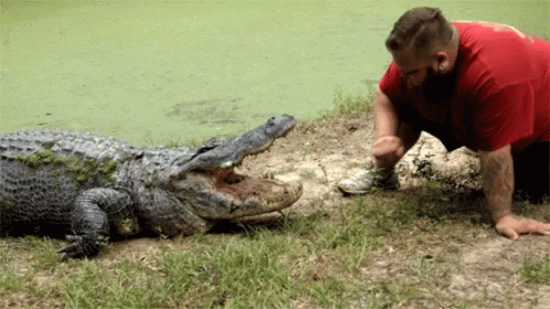 Alligator 60second Docs GIF - Alligator 60second Docs Sixty Second Documentaries GIFs