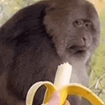 a monkey is eating a banana with a person holding it .